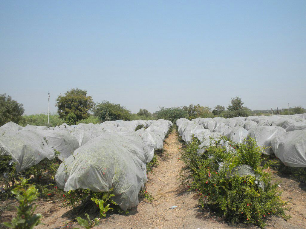 Pomegranate Crop Protection Cover