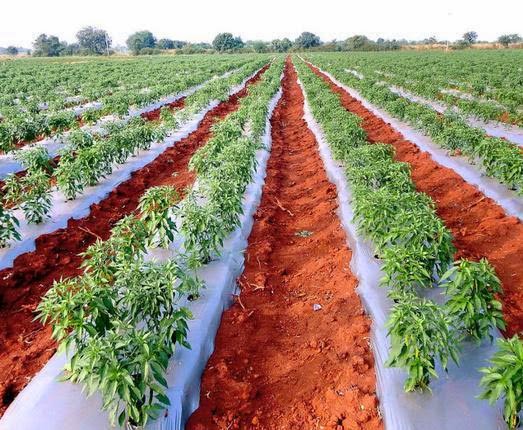 Agricultural Mulch Film