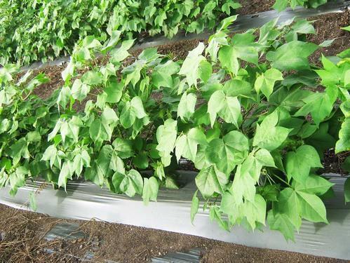 AGRICULTURAL PLASTIC MULCHING FILM