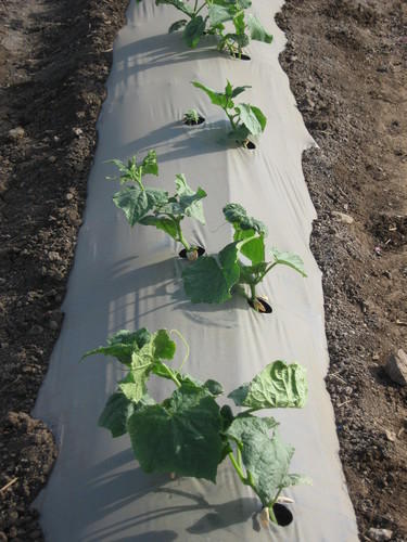 MULCH FILM