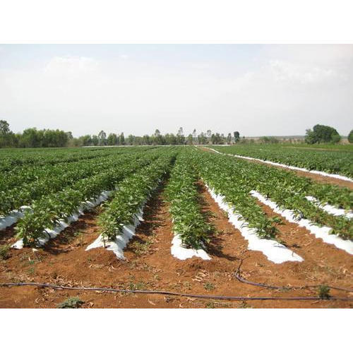 MULCHING FILM
