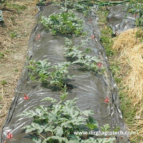Transparent Mulching Film