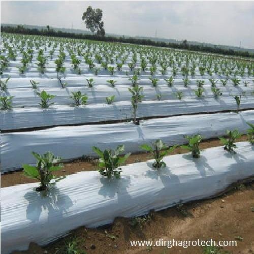 White Mulch Films