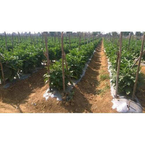 Polyethylene Mulch Film
