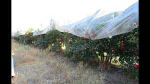CROP PROTECTION COVER