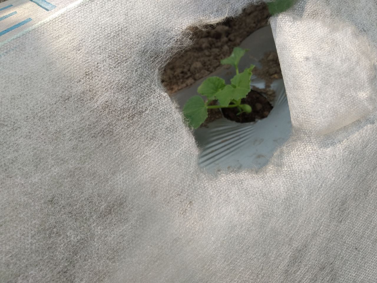 Non Woven Crop Protection Cover
