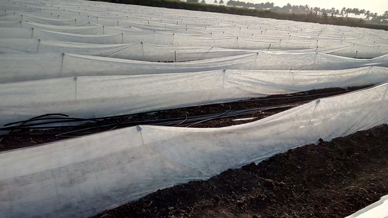 Non Woven Fabric Crop Cover