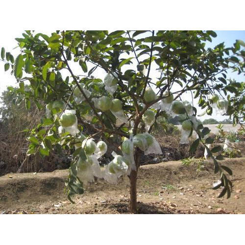 FRUIT COVER BAG